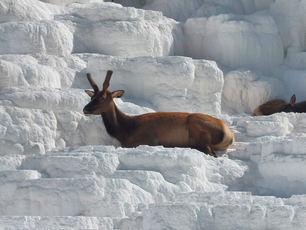 A deer in snow.