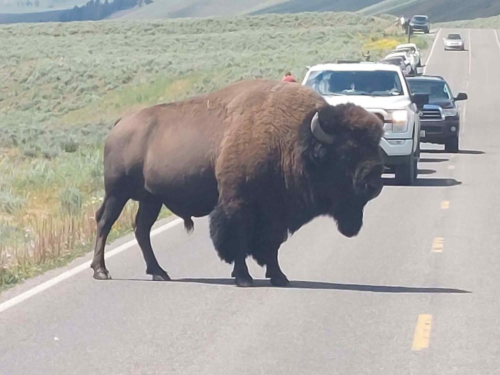 A buffalo blocking some traffic.